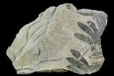 Pennsylvanian Fossil Fern (Alethopteris) Plate - Kentucky #112666-1